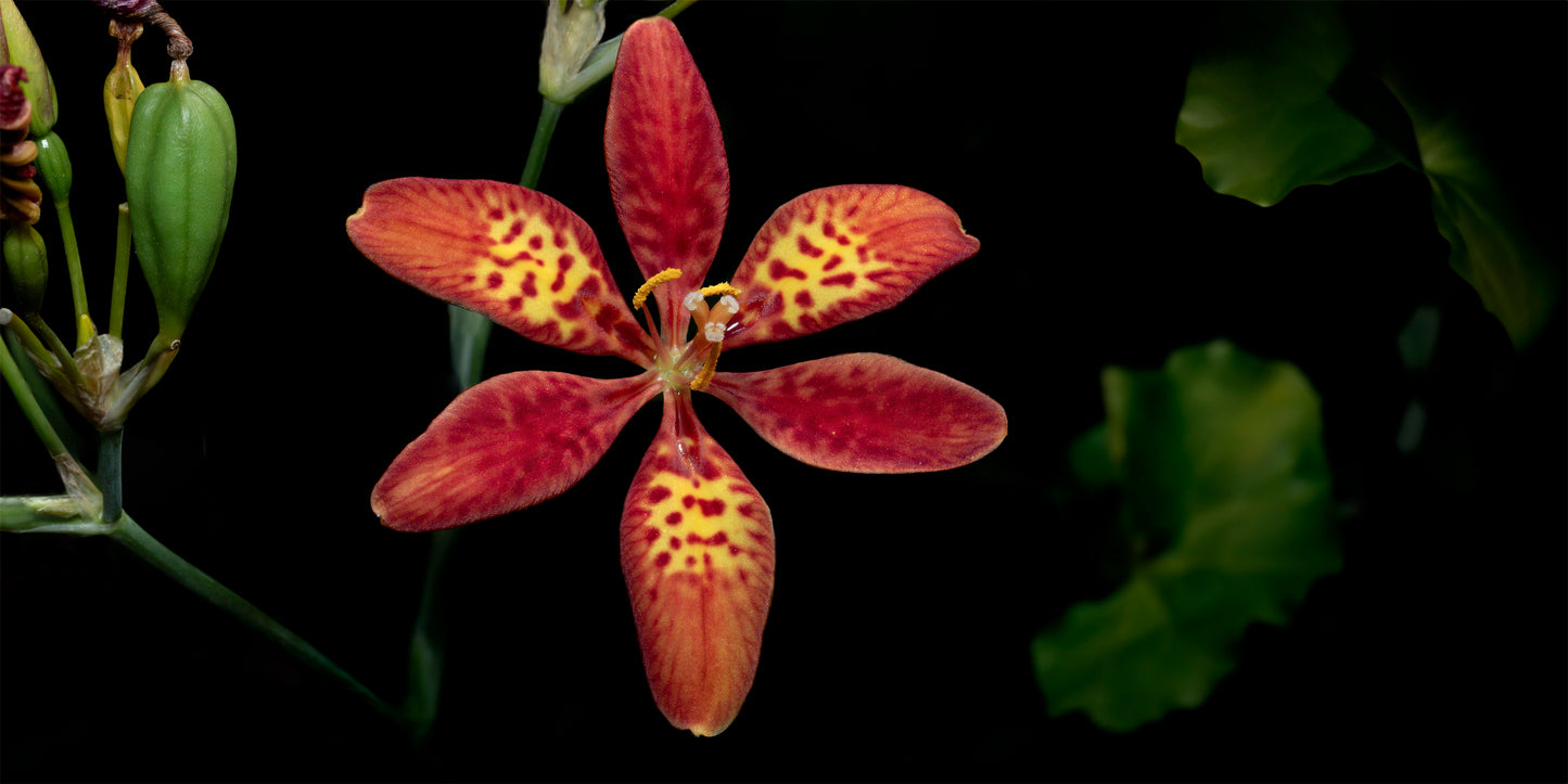 DUO FLORAL