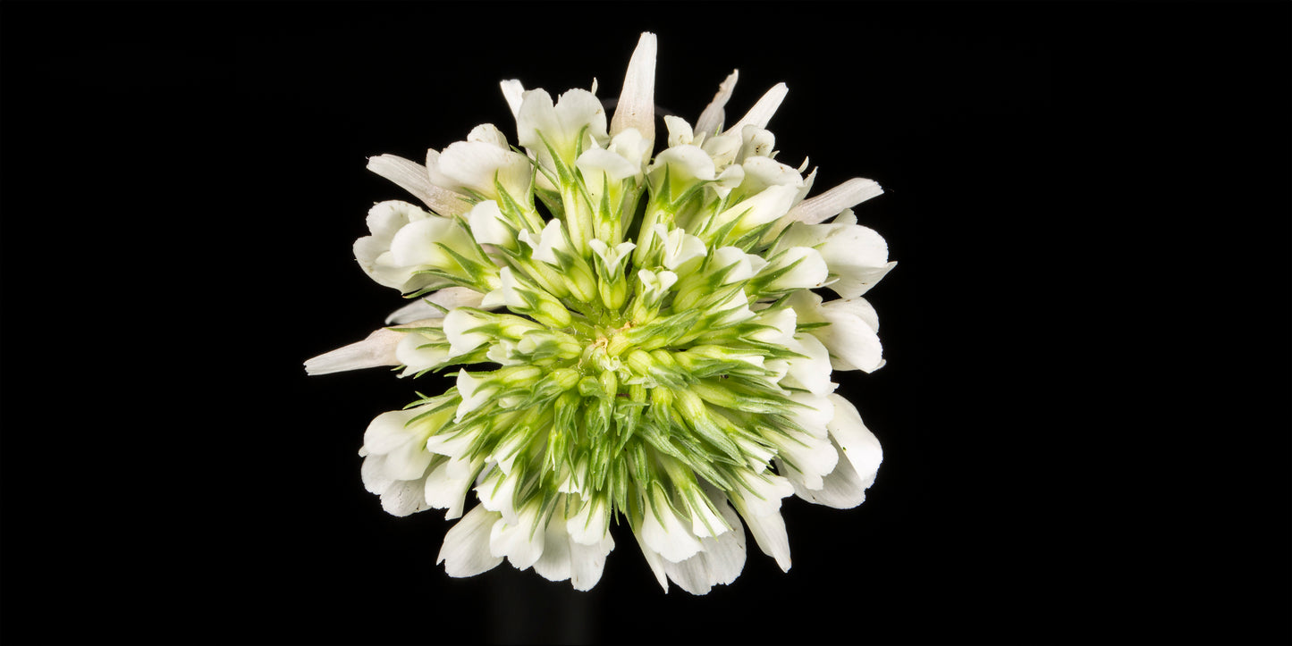 BLANCHEUR ÉCLATANTE
