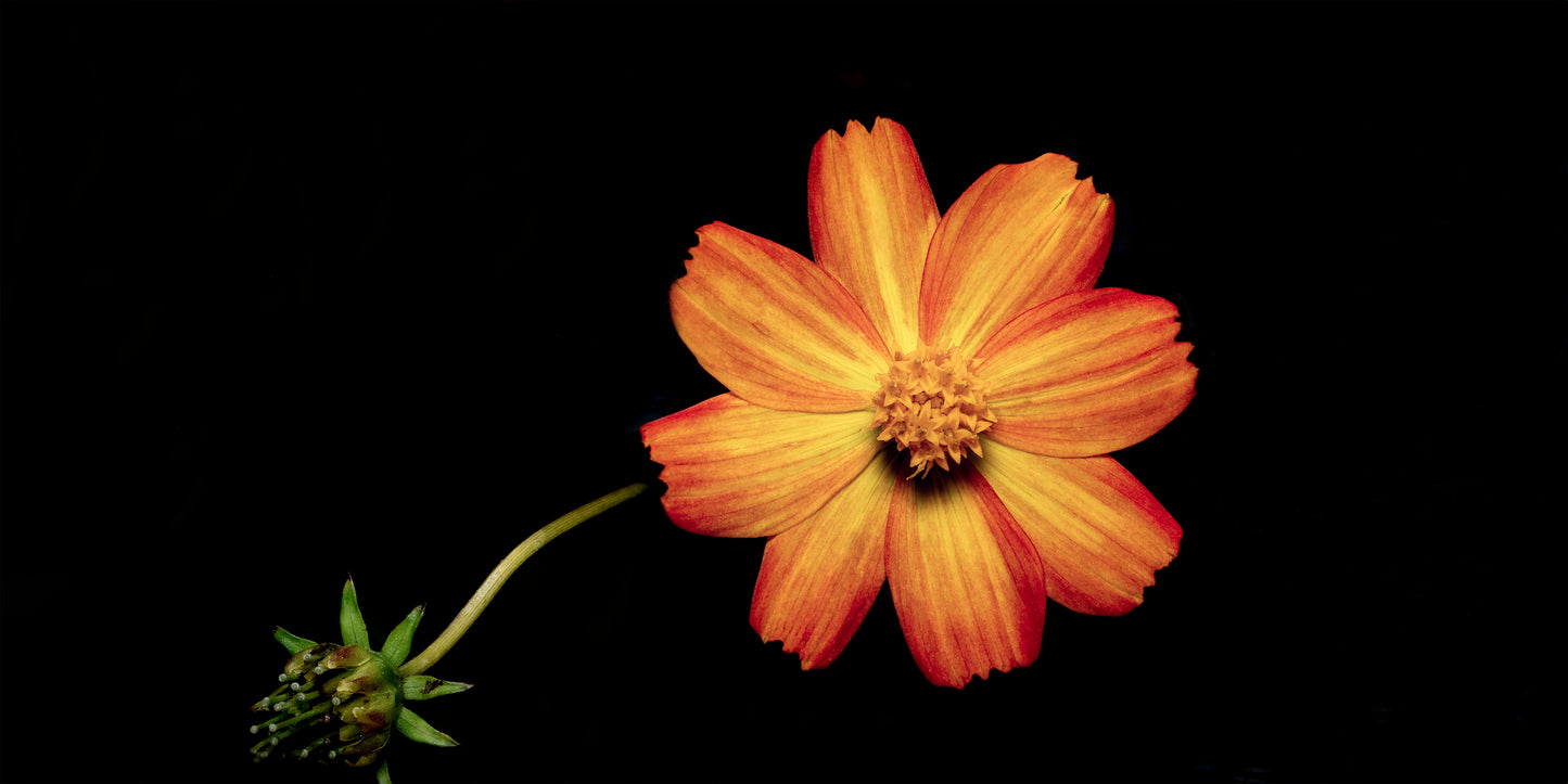 VIBRANCE D'ORANGER